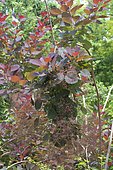 European smoketree (Cotinus coggygria)