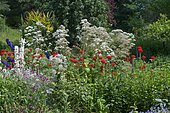 Giant hogweed (Heracleum mantegazzianum) and Vervain (Verbena sp) mixed