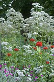 Giant hogweed (Heracleum mantegazzianum) and Vervain (Verbena sp) mixed