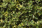 English holly (Ilex aquifolium) 'handsworthiensis'