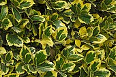 Holly (Ilex x altaclarensis) 'Golden King', foliage