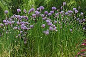 Chive (Allium schoenoprasum) in bloom
