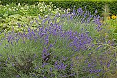 Fine Lavender (Lavandula officinalis) in bloom