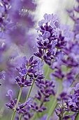 Fine Lavender (Lavandula angustifolia)