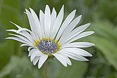 Blue-eyed African Daisy (Arctotis venusta) flower