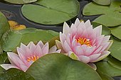 Water lily (Nymphaea sp) 'Norma Gedye' in bloom