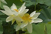 Sacred lotus (Nelumbo nucifera), flowers