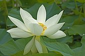 Sacred lotus (Nelumbo nucifera), flower
