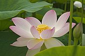 Sacred lotus (Nelumbo nucifera) 'Mrs Perry D.Slocum', flower