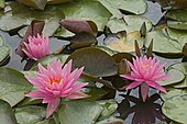 Water lily (Nymphaea sp) 'American Star' in bloom