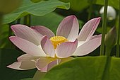 Sacred lotus (Nelumbo nucifera) 'Mrs Perry D.Slocum', flower