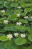 Sacred Lotus (Nelumbo nucifera) in bloom