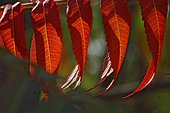Staghorn sumac (Rhus typhina) foliage