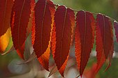 Staghorn sumac (Rhus typhina) foliage