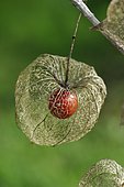 Chinese lantern (Physalis alkekengi) berry in calyx