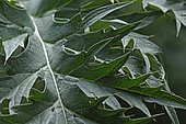 Wild artichoke (Cynara cardunculus), leaf