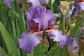 Horticultural Iris (Iris x germanica) 'Glory Gound', flower