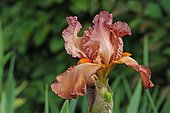 Horticultural Iris (Iris x germanica) flower