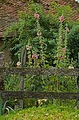 Rose trémière (Althaea ficifolia) en fleurs derrière une barrière en bois, Jardin de la Chaux, Nièvre, France