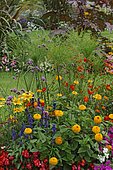 Summer flower bed : Papyrus (Cyperus papyrus), Marigold (Tagetes sp), Purpletop vervain (Verbena bonariensis) in bloom