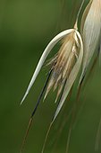 Ornamental oat spikelet