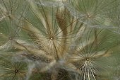 Common dandelion (Taraxacum officinale) seed