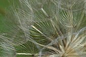 Common dandelion (Taraxacum officinale) seed