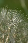 Common dandelion (Taraxacum officinale) seed