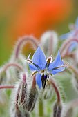 Common borage (Borago officinalis), flower
