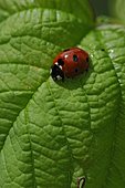 Sevenspotted lady beetle (Coccinella septempunctata) on a leaf
