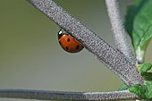 Sevenspotted lady beetle (Coccinella septempunctata) on a stem