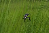 Caterpillar-hunter (Calosoma inquisitor) in grass