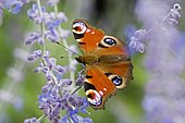 Camberwell Beauty (Aglais io) on flowers