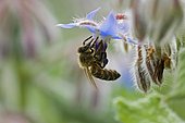 Honey bee (Apis mellifera) foraging on a borage flower (Borago officinalis)