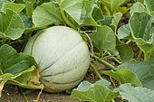'Charentais' melon (Cucumis melo)