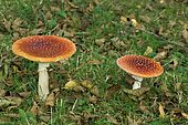 Fly agaric (Amanita muscaria)