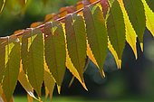 Staghorn Sumac (Rhus typhina) leaves in autumn