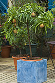 Dwarf peach (Prunus persica) on a terrace
