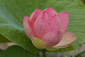 Sacred lotus (Nelumbo nucifera) 'Mrs Perry D.Slocum', pink flower