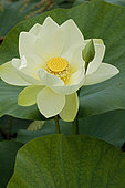 Sacred lotus (Nelumbo nucifera), white flower