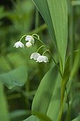 Lily-of-the-valley (Convallaria majalis) in bloom