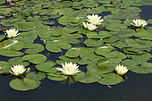 Hybrid water lily (Nymphaea x) in bloom