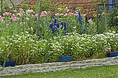 Spring flower bed: Oriental poppy (Papaver orientale), Tansy (Tanacetum sp), Larkspur (Delphinium sp). Mainly blue garden. France.