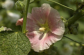 Rose trémière (Alcea rosea), fleur