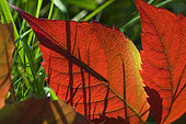 Vigne vierge (Parthenocissus quinquefolia) leaf in autumn color