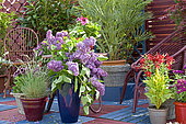 Flowered terrace in spring: Blue Oat Grass (Helictotrichon sempervirens), Lilac (Syringa sp) in pot