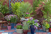 Flowered terrace in spring: Blue Oat Grass (Helictotrichon sempervirens), Lilac (Syringa sp), Pelargonium (Pelargonium sp), Groundsel (Senecio sp) in pot