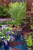 Flowered terrace in spring: Blue Oat Grass (Helictotrichon sempervirens), Lilac (Syringa sp), European fan palm (Chamaerops humilis), Groundsel (Senecio sp) in pot