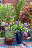 Flowered terrace in spring: Blue Oat Grass (Helictotrichon sempervirens), Lilac (Syringa sp), European fan palm (Chamaerops humilis), Japanese Maple (Acer palmatum) in pot