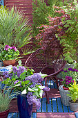 Flowered terrace in spring: Blue Oat Grass (Helictotrichon sempervirens), Lilac (Syringa sp), European fan palm (Chamaerops humilis), Japanese Maple (Acer palmatum) in pot